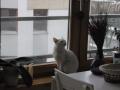 Biały Pan Kot szuka domu :)
